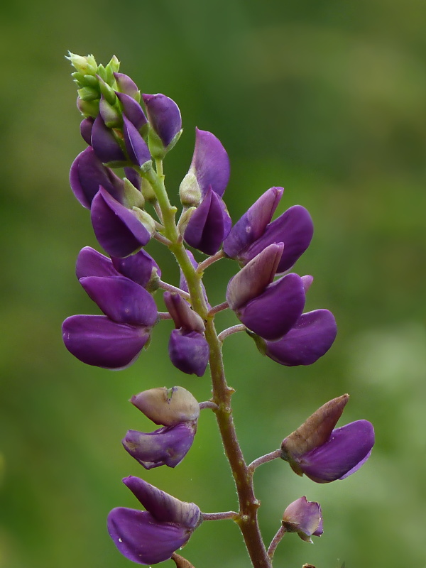 lupina mnoholistá Lupinus polyphyllus Lindl.