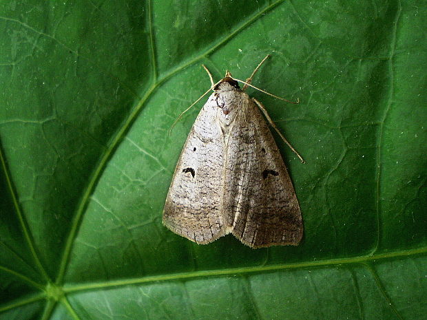 morica kozincová Lygephila pastinum