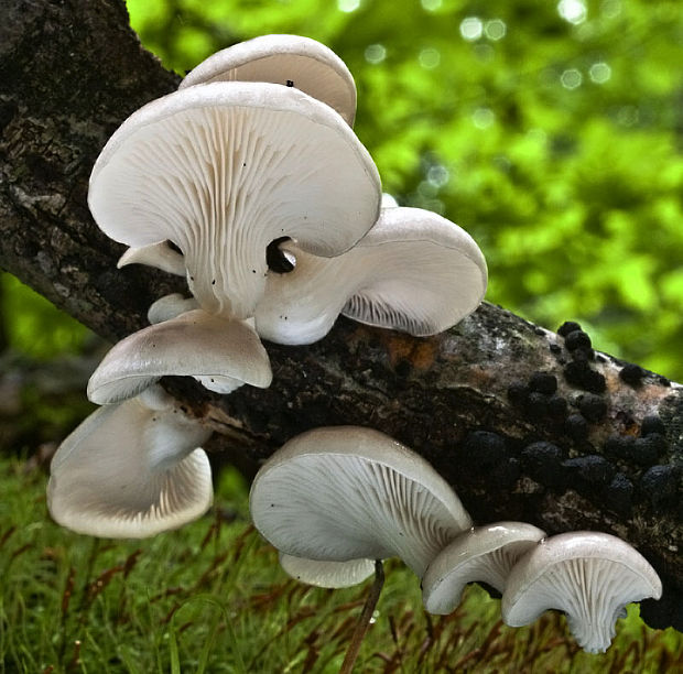 hliva buková Pleurotus pulmonarius (Fr.) Quél.