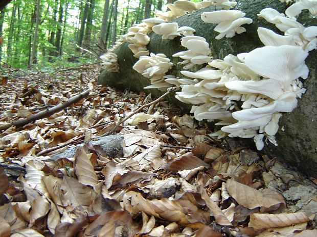 hliva buková Pleurotus pulmonarius (Fr.) Quél.