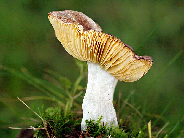 plávka sosnová Russula cessans A. Pearson