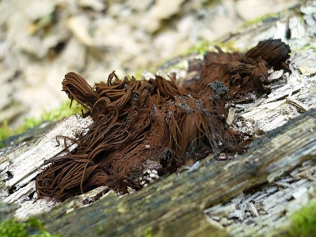 pazderka hnedá ? Stemonitis fusca Roth