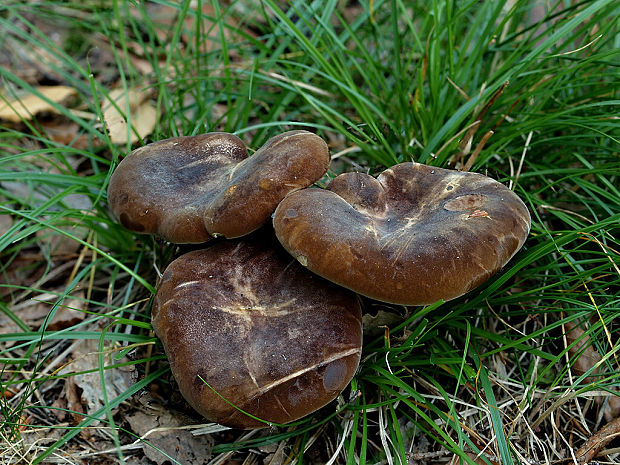 čechračka tmavohlúbiková Tapinella atrotomentosa (Batsch) Šutara