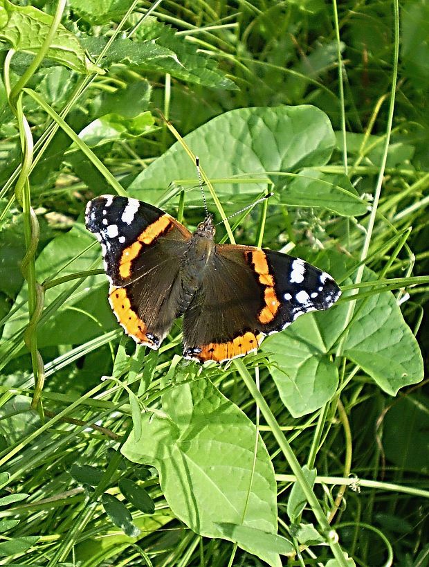 babôčka admirálska Vanessa atalanta