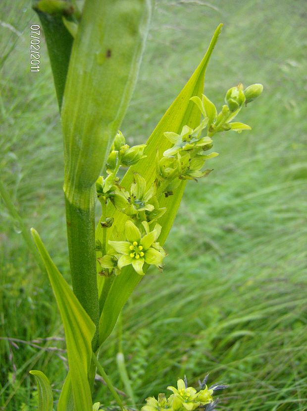 kýchavica biela lobelova Veratrum album subsp. lobelianum (Bernh.) Arcang.