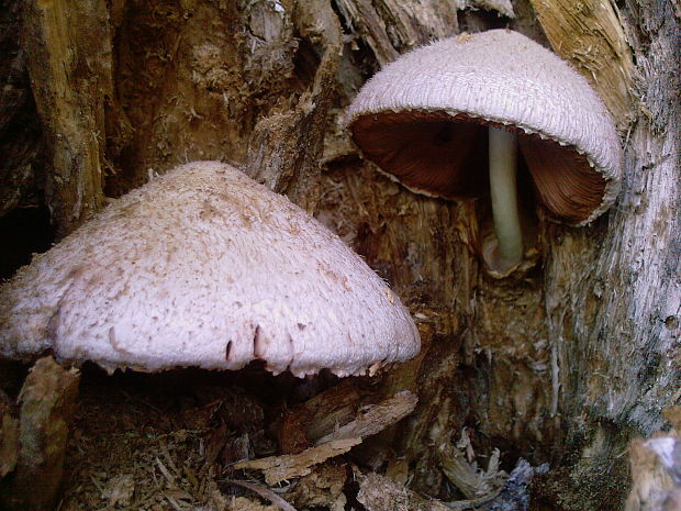 pošvovec stromový Volvariella bombycina (Schaeff.) Singer