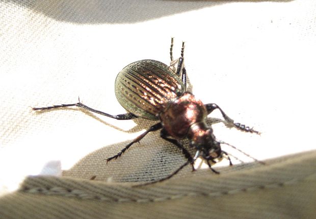 bystruška zlatomedená carabus ullrichi - carabidae