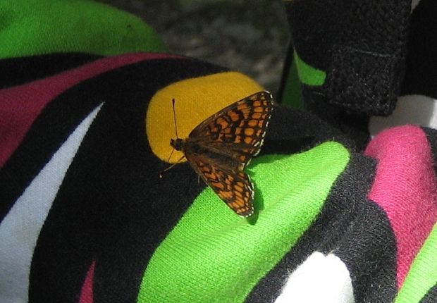 hnedáčik skorocelový melitaea athalia