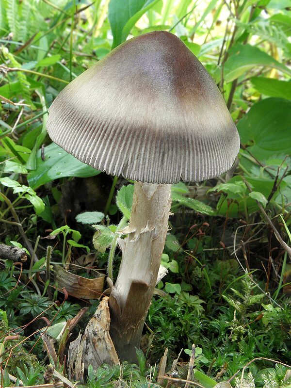 muchotrávka pošvatá Amanita vaginata (Bull.) Lam.