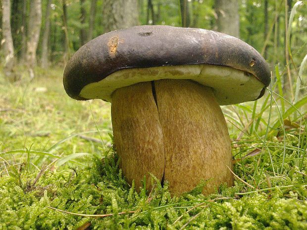 hríb bronzový Boletus aereus Bull. ex Fr.