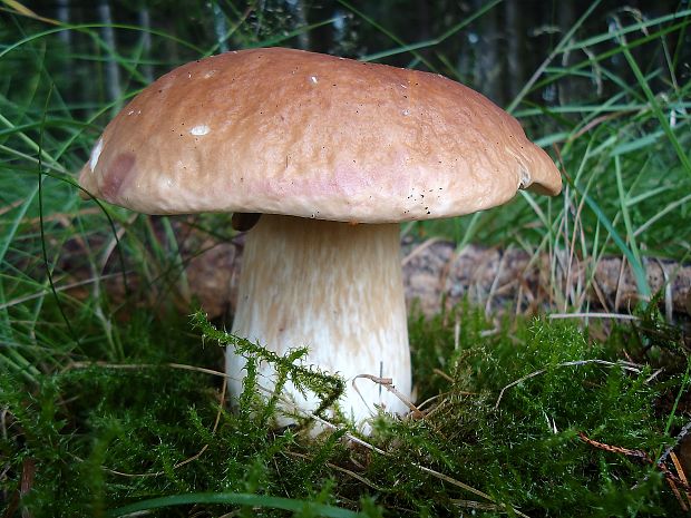 hríb smrekový Boletus edulis Bull.