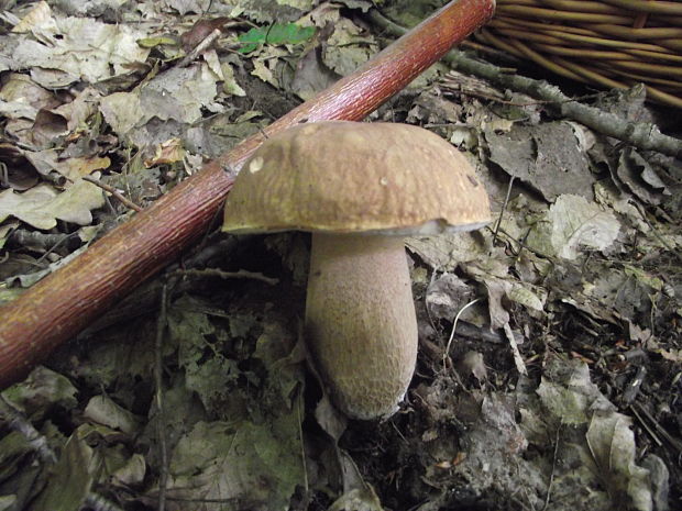 hríb dubový Boletus reticulatus Schaeff.