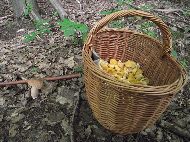 hríb dubový Boletus reticulatus Schaeff.