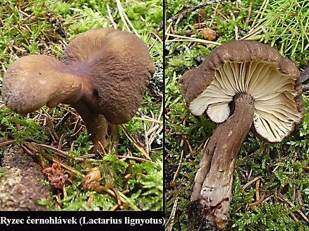 rýdzik čiernozamatový Lactarius lignyotus Fr.