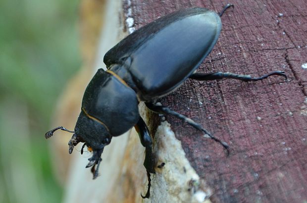 roháč obyčajný Lucanus cervus