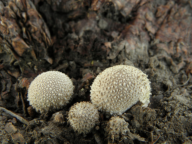 prášnica bradavičnatá Lycoperdon perlatum Pers.