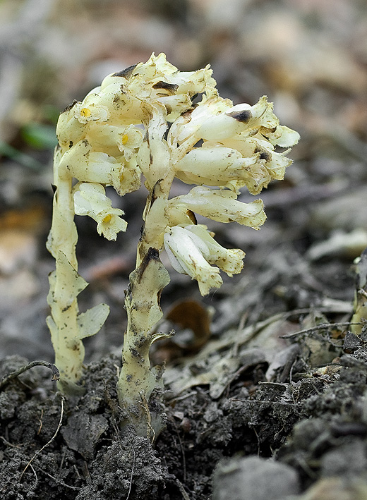 hniliak smrekový Monotropa hypopitys L.