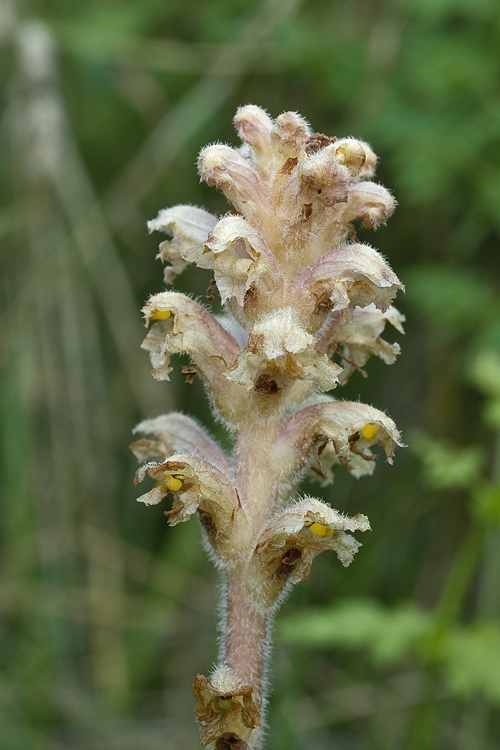 záraza alsaská Orobanche alsatica Kirschl.