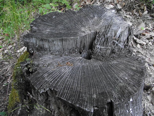 dub letný Quercus robur L.