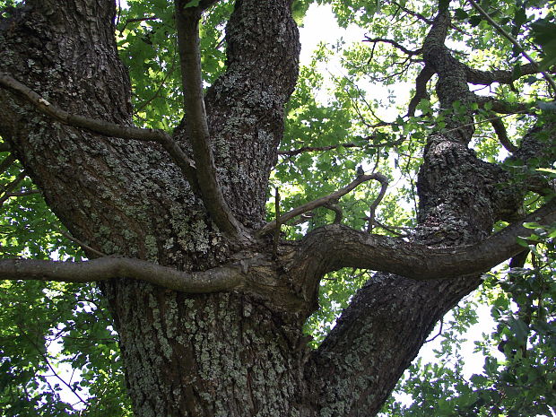 dub letný Quercus robur L.