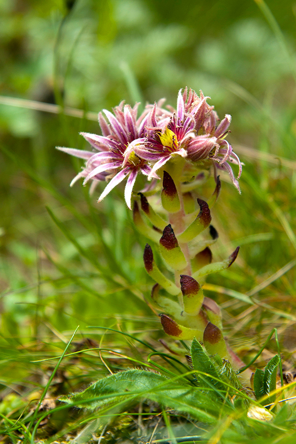 skalnica wettsteinova Sempervivum wettsteinii Letz, ined.