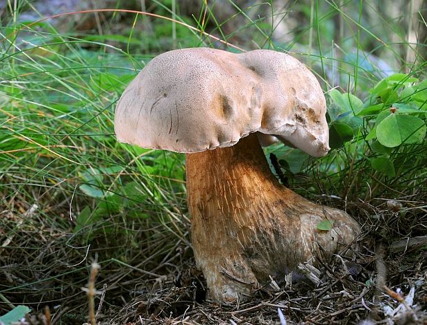 podhríb žlčový Tylopilus felleus (Bull.) P. Karst.