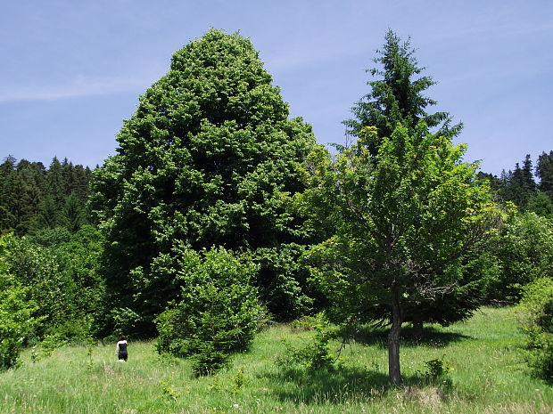 Slovenské rudohorie