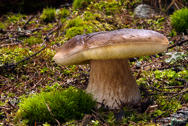 hríb smrekový Boletus edulis Bull.