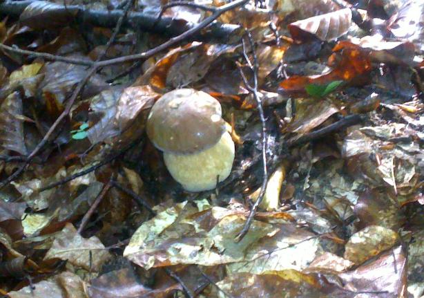 hríb dubový Boletus reticulatus Schaeff.