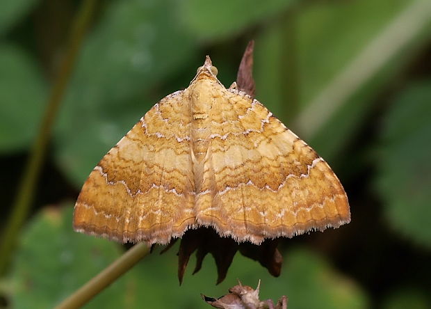 piadivka žihľavová Camptogramma bilineata