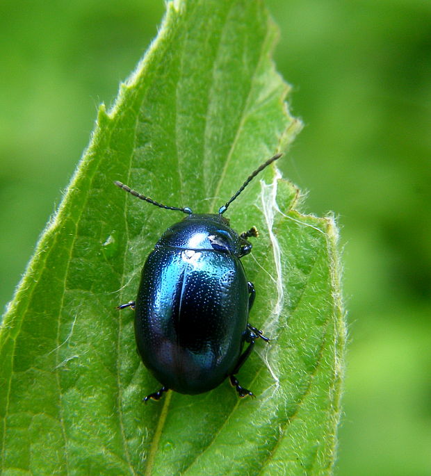 liskavka mätova Chrysolina herbacea