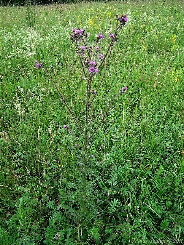 pichliač močiarny Cirsium palustre (L.) Scop.