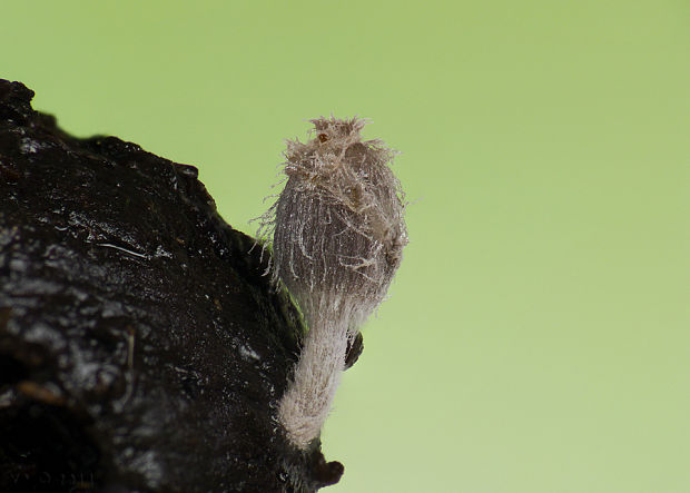 hnojník Coprinopsis sp. ?