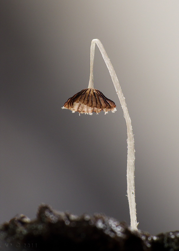 hnojník Coprinopsis sp. ?