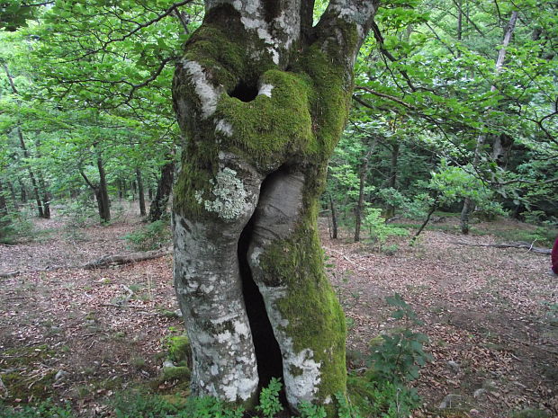 buk lesný Fagus sylvatica L.