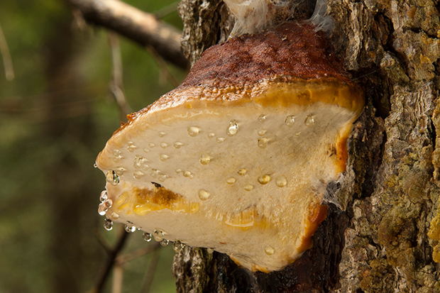 práchnovček pásikavý Fomitopsis pinicola (Sw.) P. Karst.