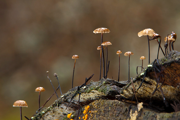 tanečnica čiernohlúbiková Gymnopus androsaceus (L.) Della Maggiora & Trassinelli