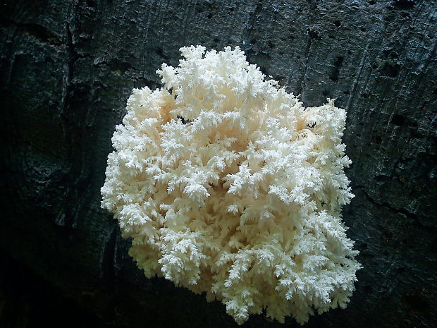 koralovec bukový Hericium clathroides (Pallas ex Fr.) Pers. 1797