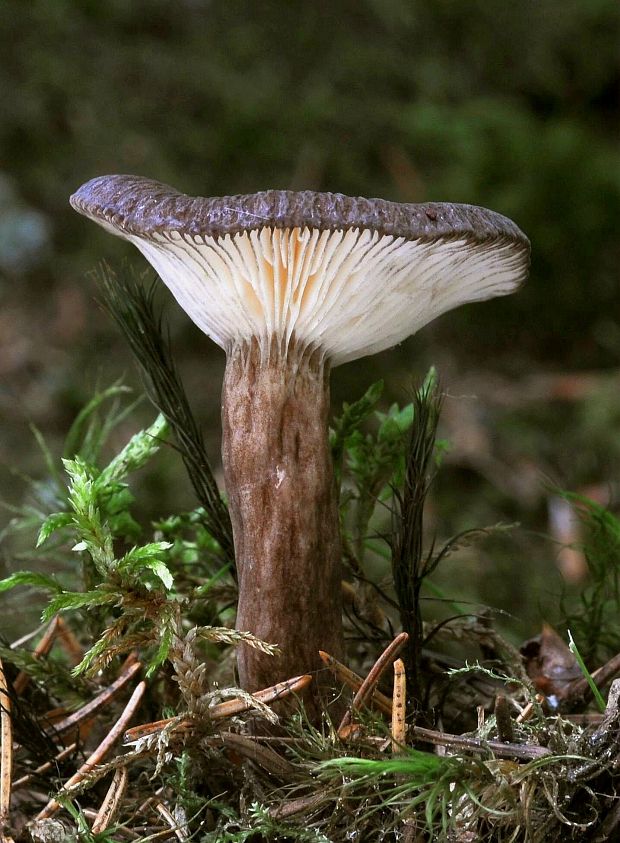 rýdzik čiernozamatový Lactarius lignyotus Fr.