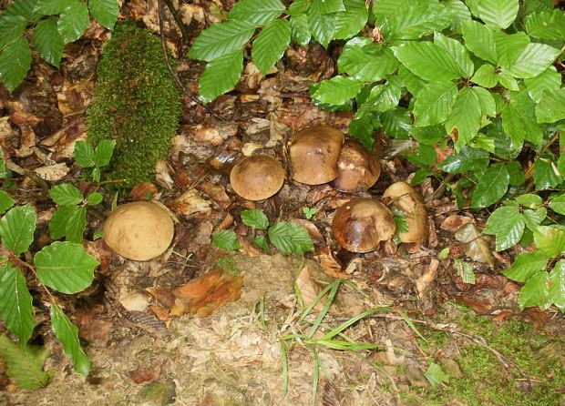 kozák hrabový Leccinum pseudoscabrum (Kallenb.) Šutara