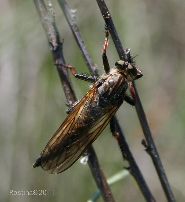 muchárka  Pamponerus germanicus