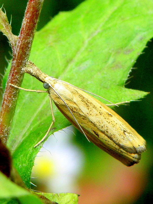 trávovec prúžkatý  Agriphila inquinatella