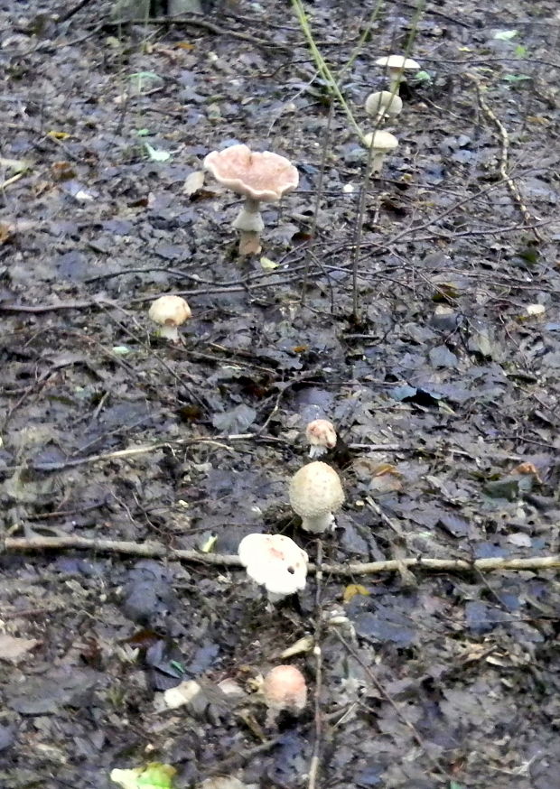 muchotrávka červenkastá Amanita rubescens Pers.