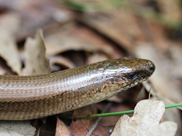 slepúch obyčajný Anguis fragilis