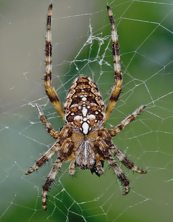 križiak obyčajný Araneus diadematus