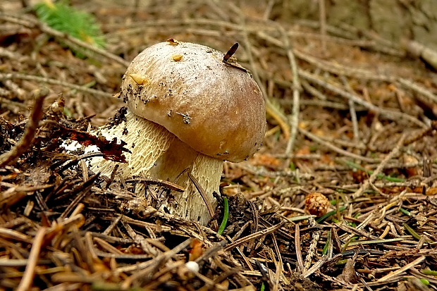 hríb smrekový Boletus edulis Bull.