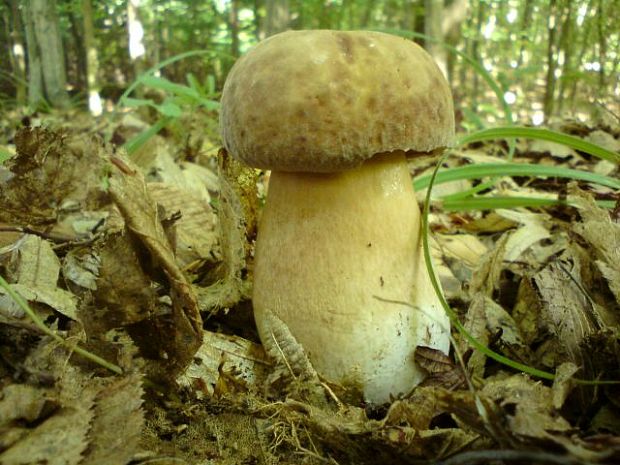 hríb dubový Boletus reticulatus Schaeff.