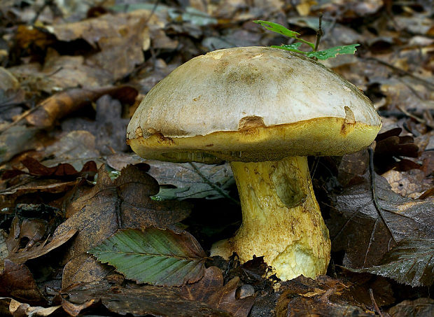 hríb striebristý Butyriboletus fechtneri (Velen.) D. Arora & J.L. Frank