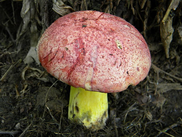 hríb kráľovský Butyriboletus regius (Krombh.) D. Arora & J.L. Frank