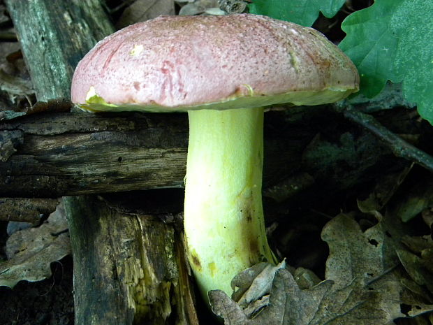 hríb kráľovský Butyriboletus regius (Krombh.) D. Arora & J.L. Frank